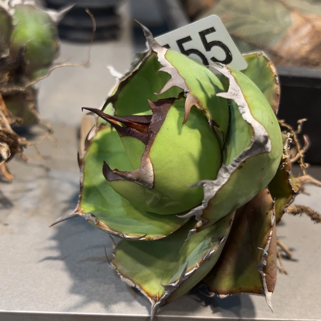 唐****坊555黑豹龙舌兰植物脱土发货