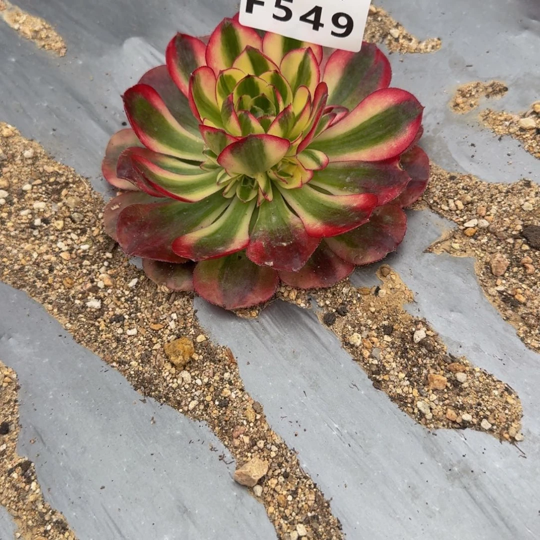 独***&549鸿运。多肉植物