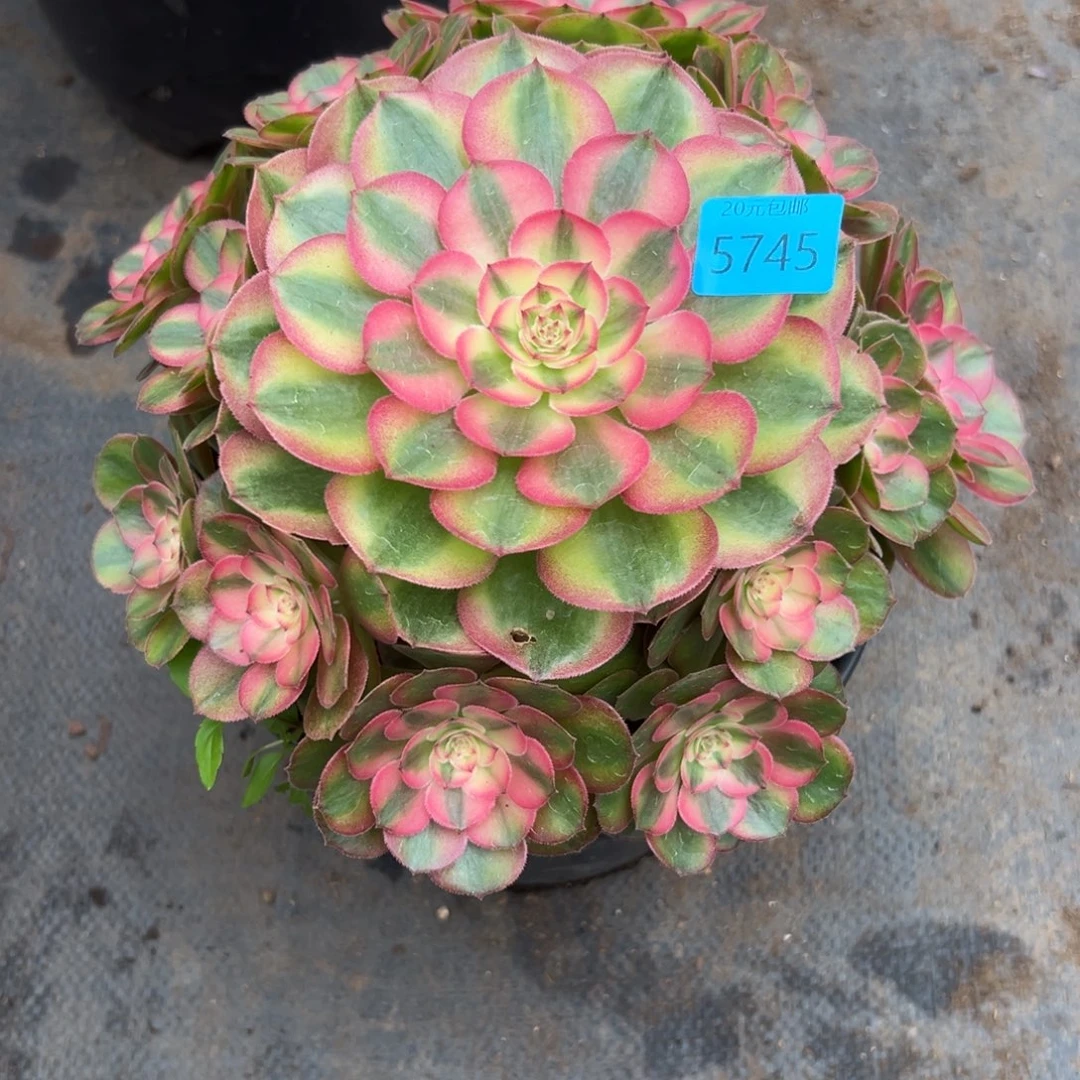 用****45745荔枝多肉植物系