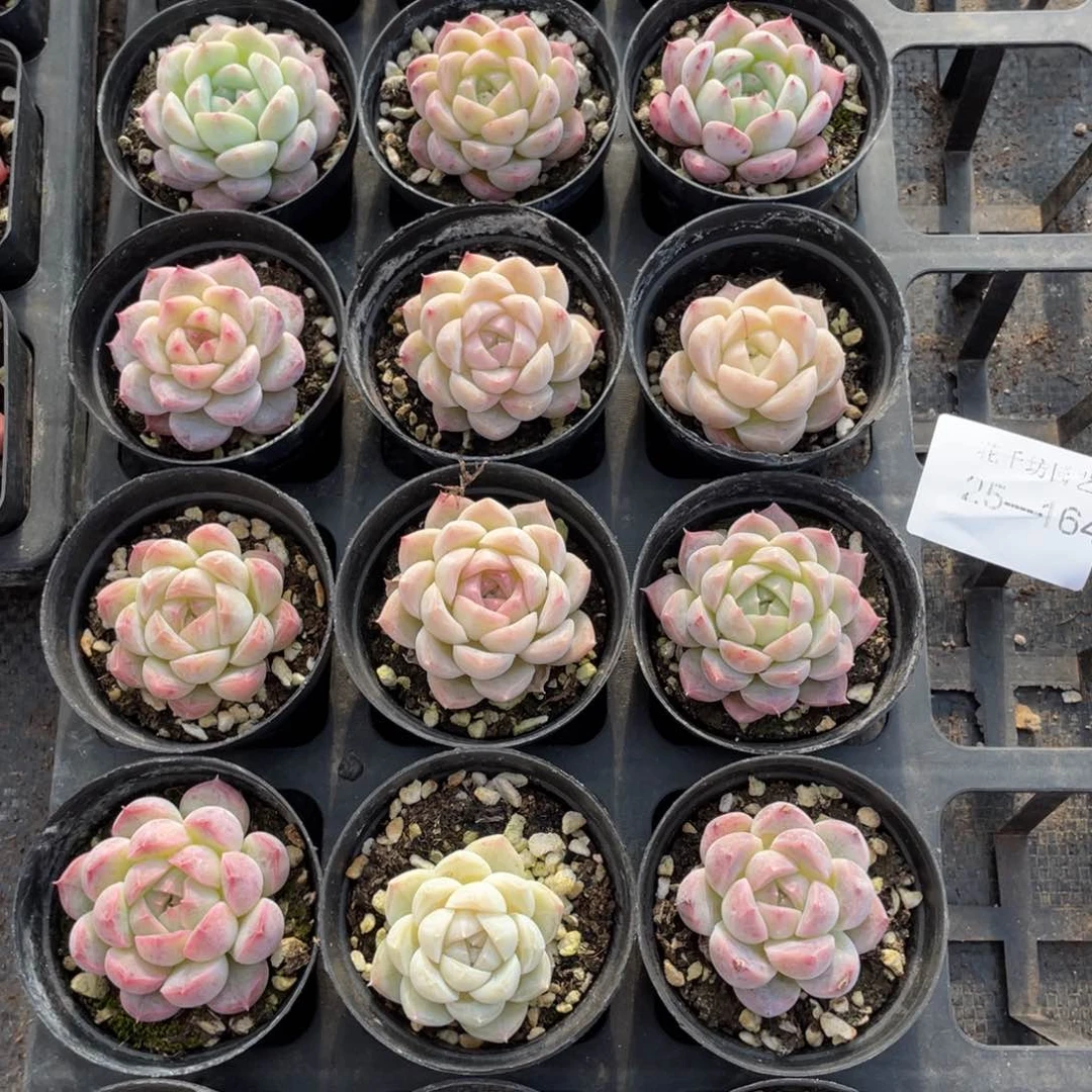 一物一拍18棵25-164