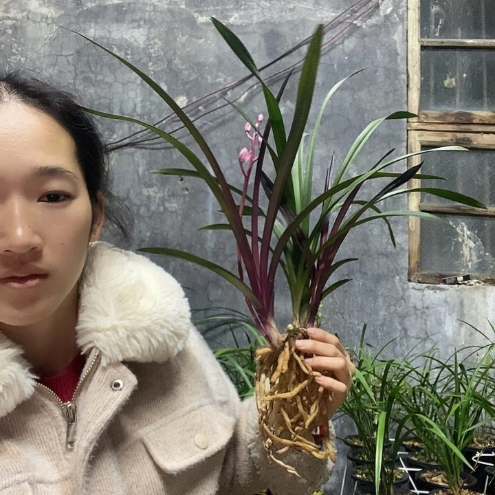 龙***！完全开放建兰红草红荷1