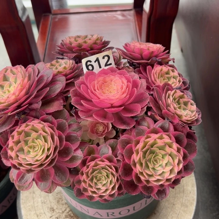 612荔枝22厘米左右