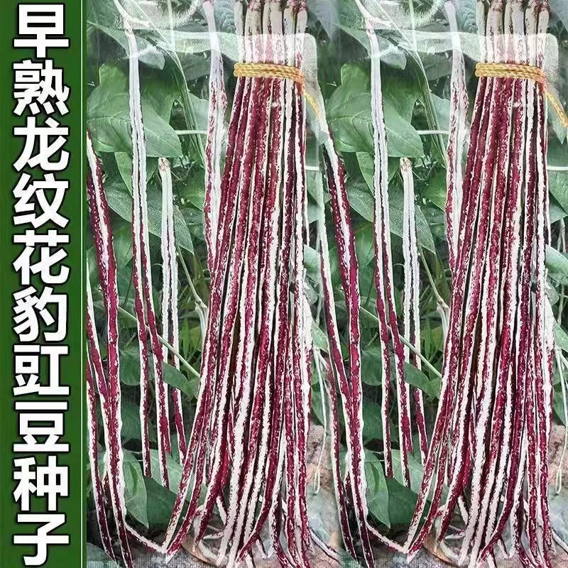 【龙纹豆种子】花豹豇豆花豆角红白豇豆四季易播庭院蔬菜种子种植