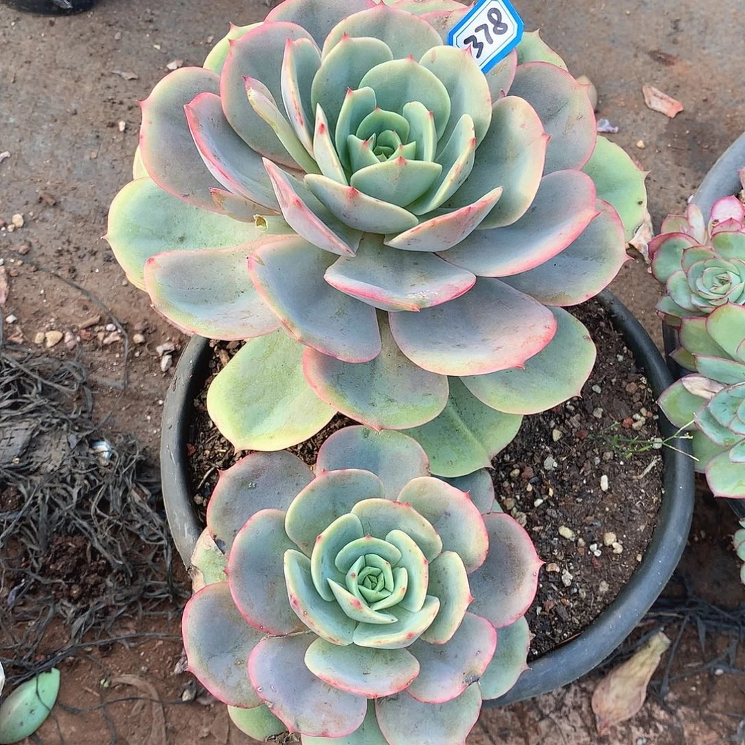 378白雪一物一拍多肉