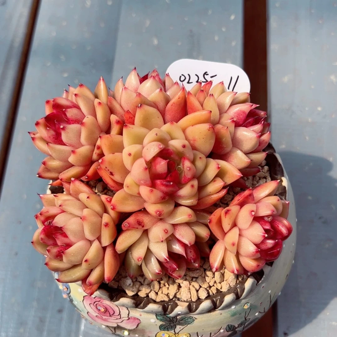?**糖0225-11韩系新品