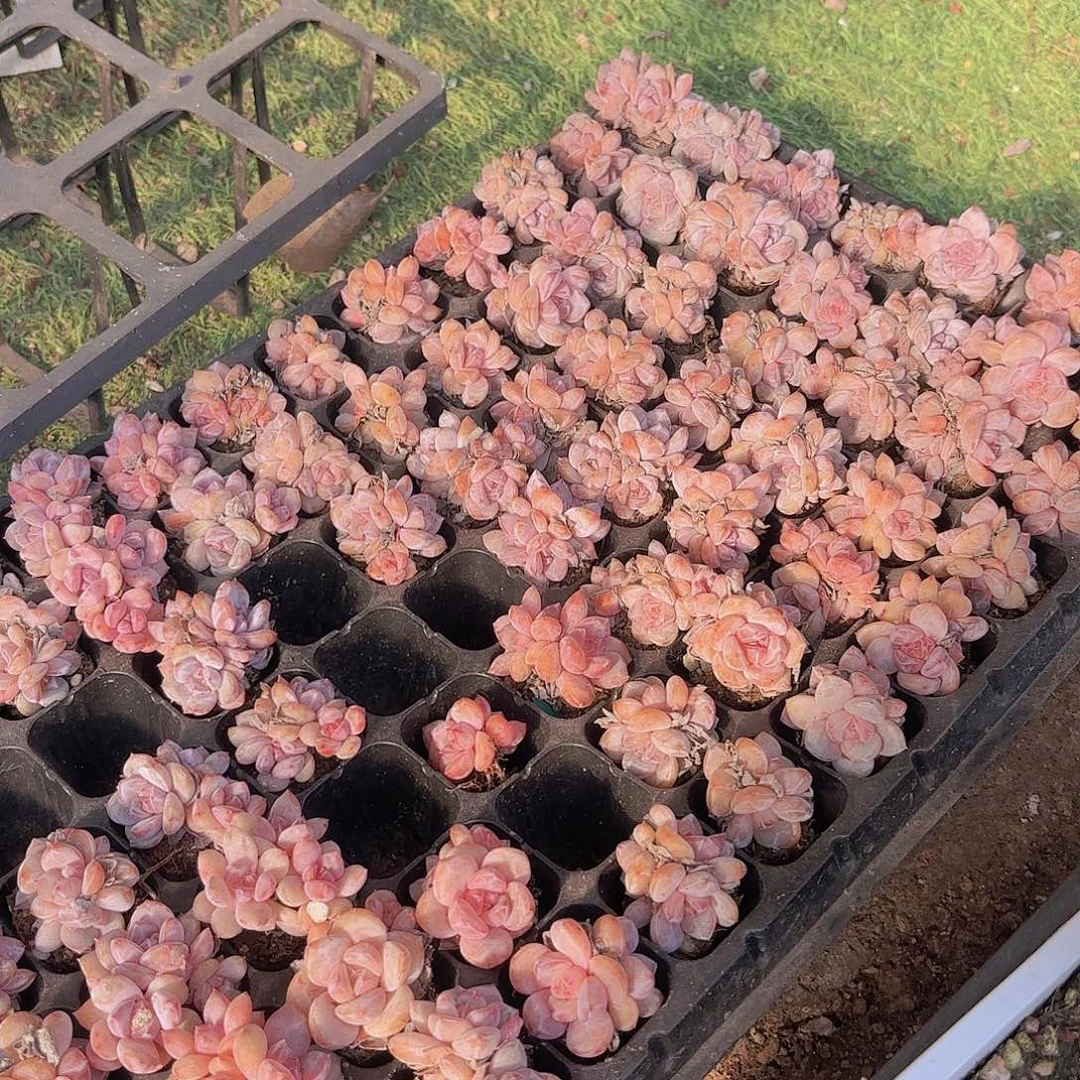 石榴籽星影一颗量拍11