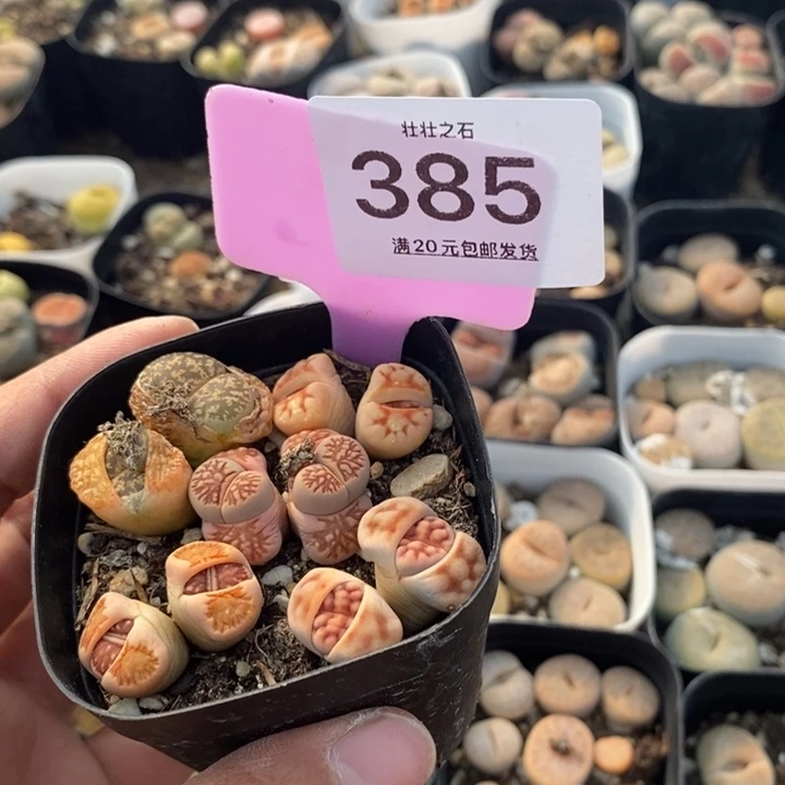 捏**捏385生石花小苗