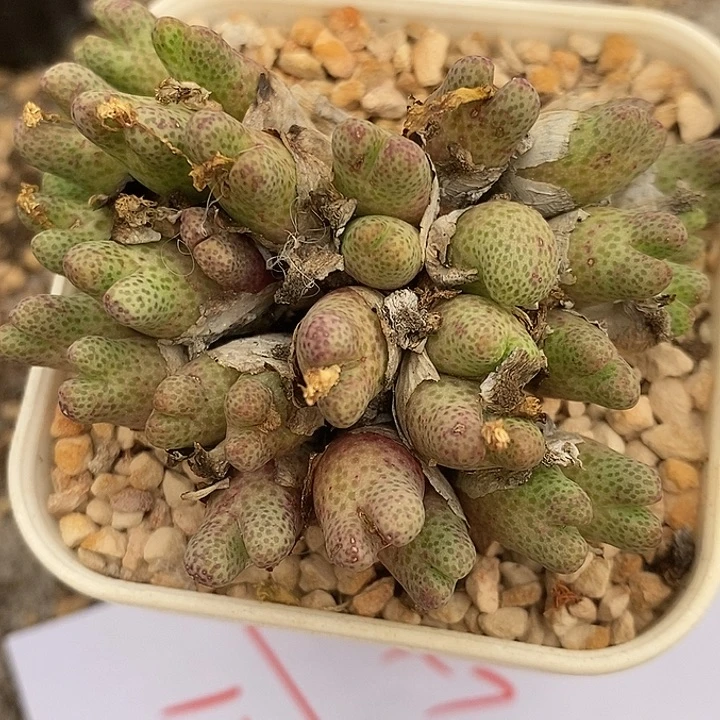 2476母本955D斑马。