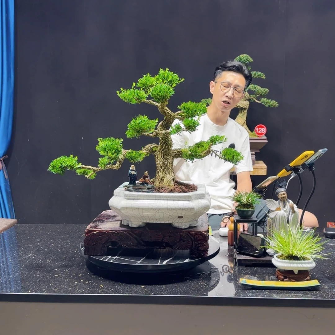 菜***玉无花朵黄杨室内室外盆景艺术