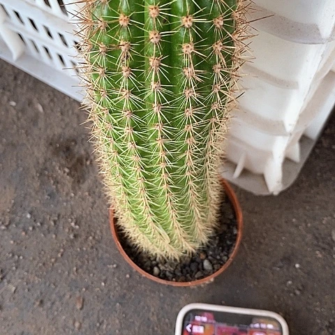 时光毛花毛花35789