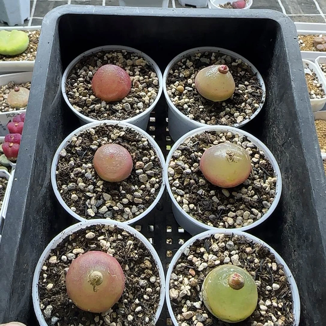 灯泡6颗带盆土疤2厘米左右