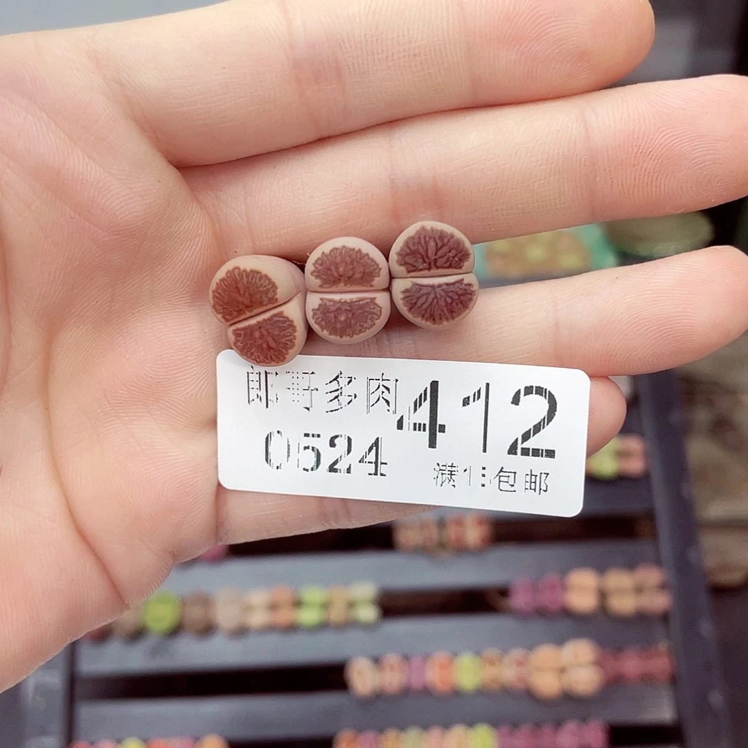 冰***茄满18包邮0524-412