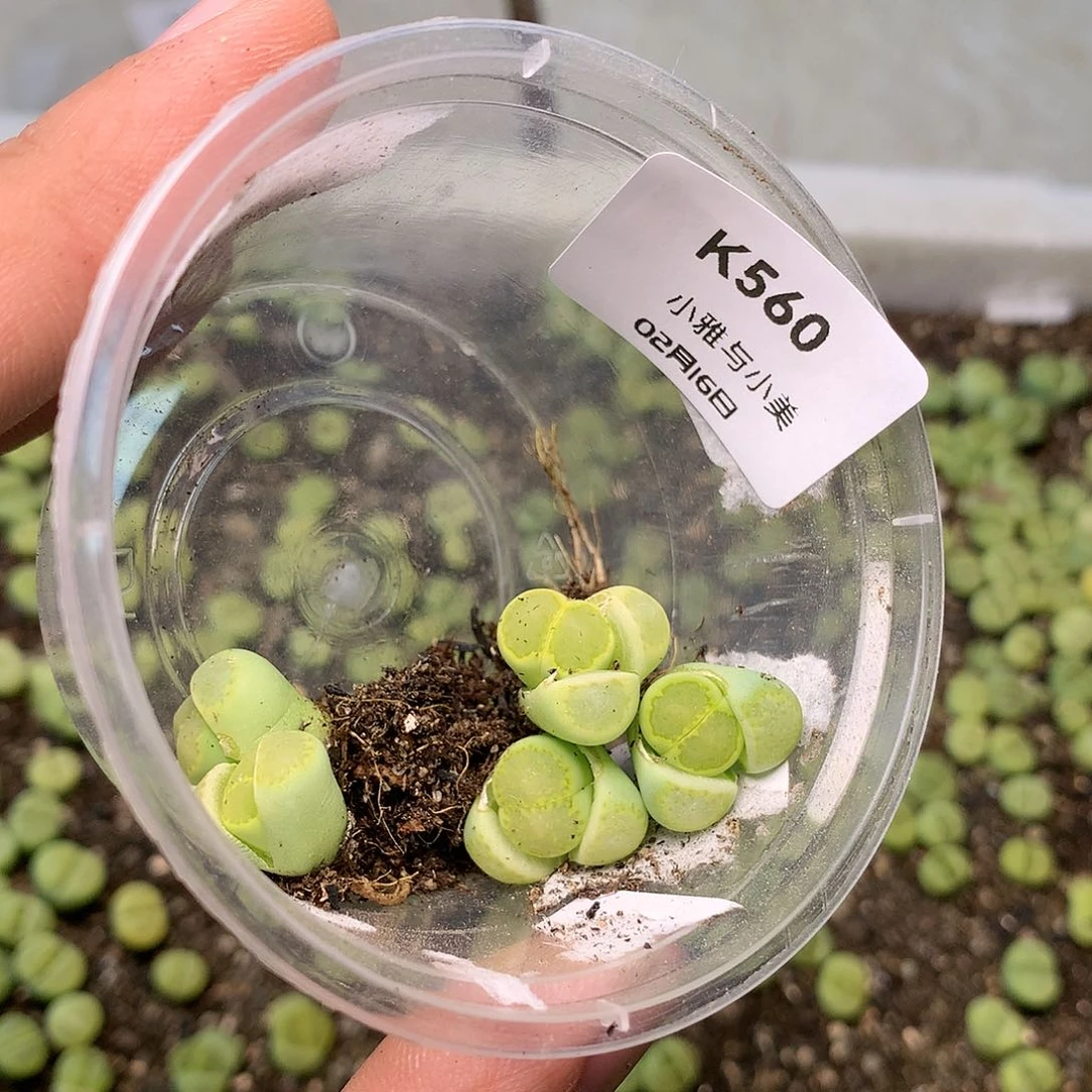 时**味K560多肉植物保护