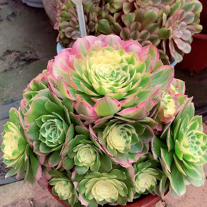 海王捧花，多肉植物