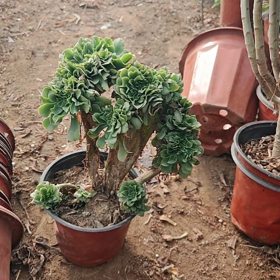 绿羊绒缀加急法师32