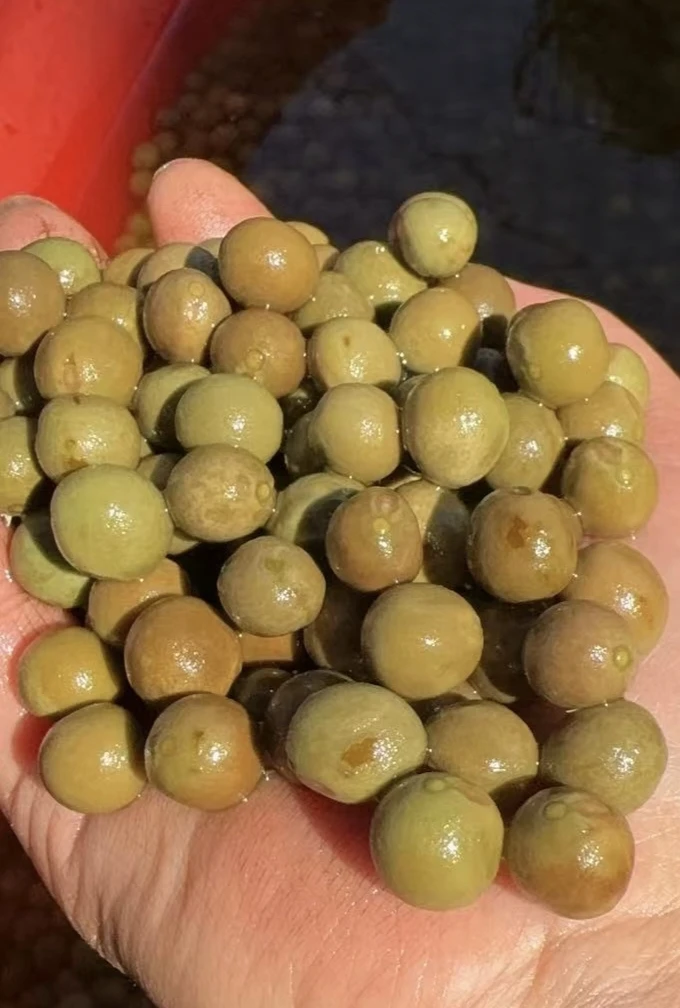 特级精品大果鸡斗果12-14mm
