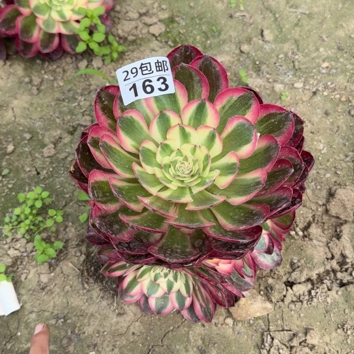 时****倾城……多肉植物……