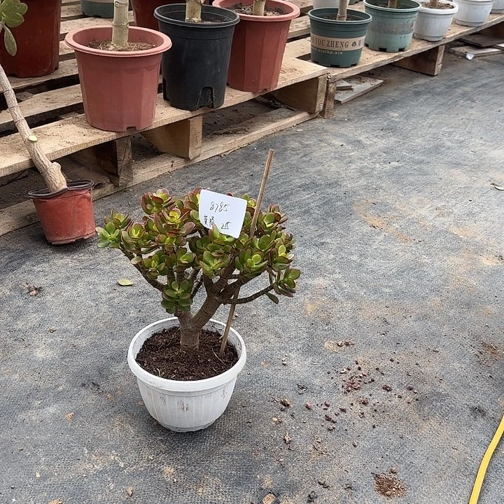莫***陌当前无花栽培后可以开花姬红花月
