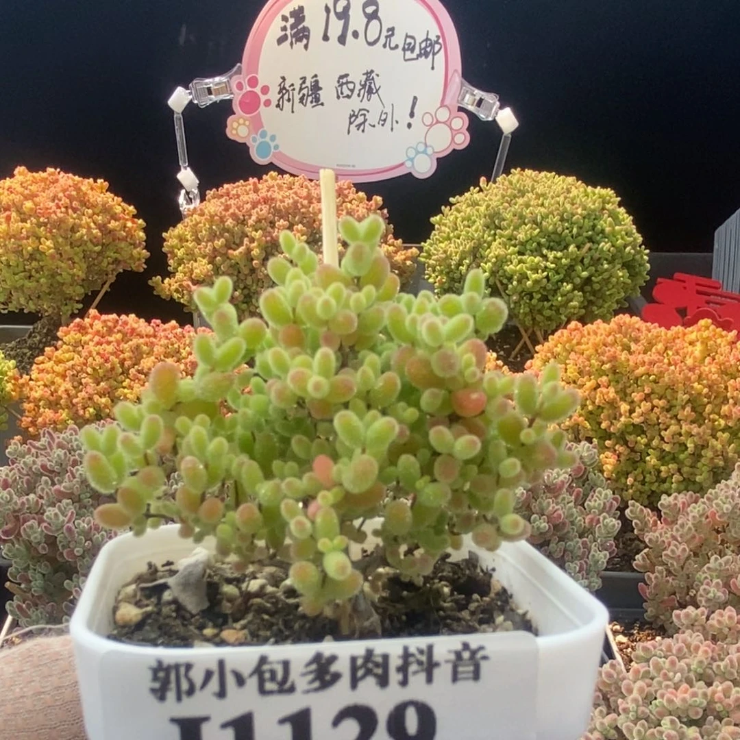 蜜橘糖球1129枝干番杏