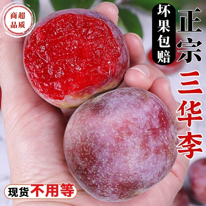 【精选品质】三华李新鲜带霜红心酸甜孕妇水果送辣椒盐果农直销