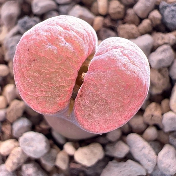 A463. 优选超大宽翻腰子窗Pnsp