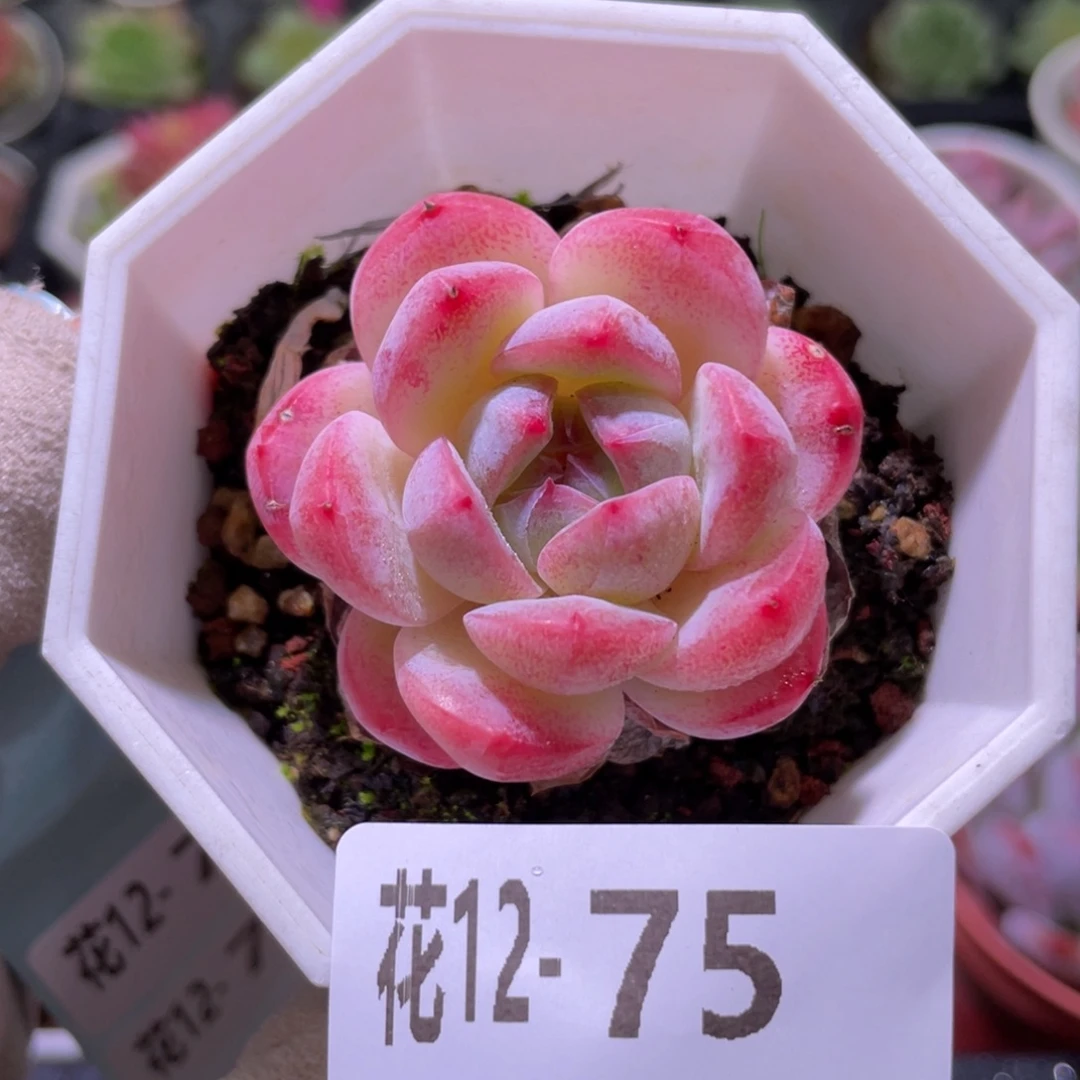 花利美12-75精选糖心