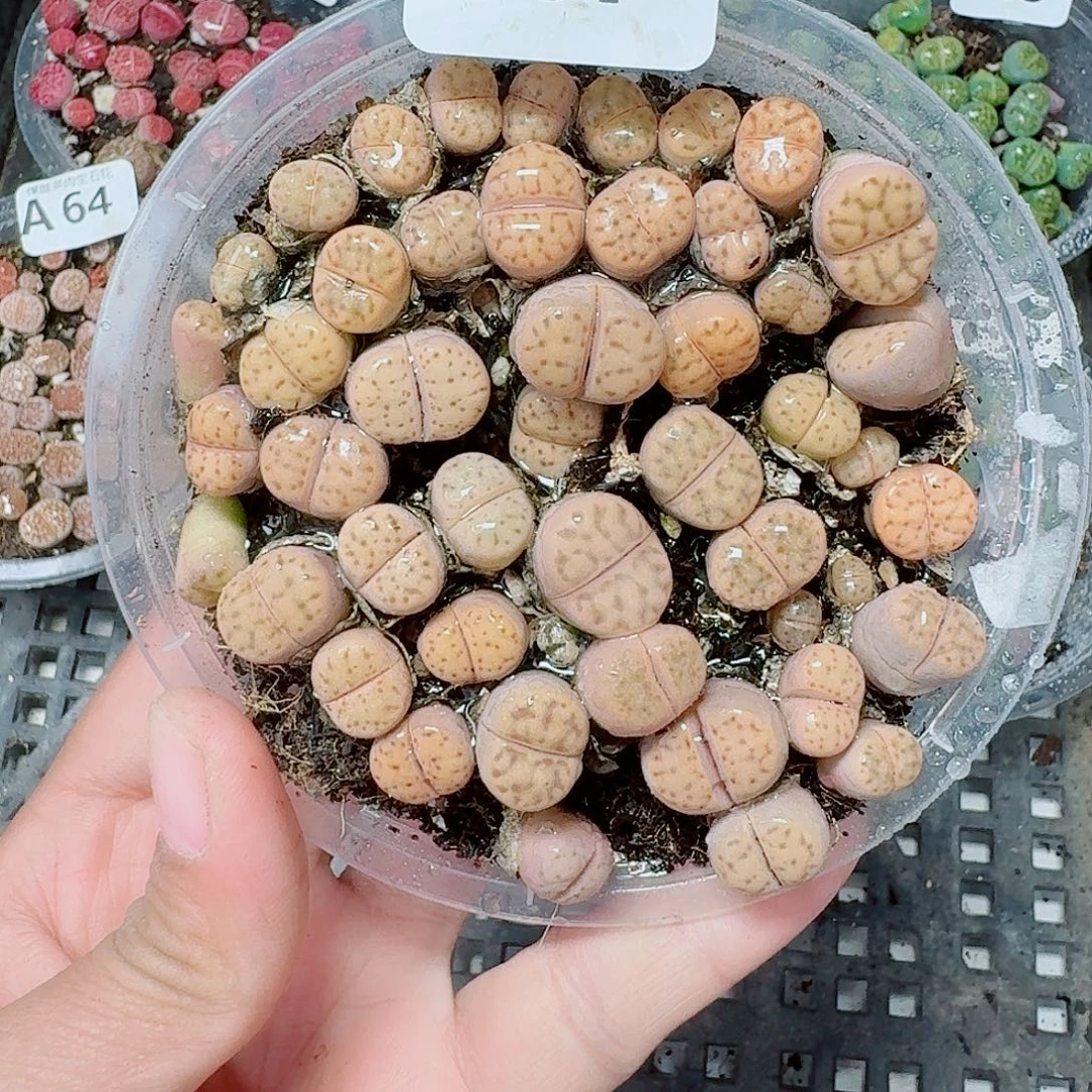 67多肉植物多肉植物