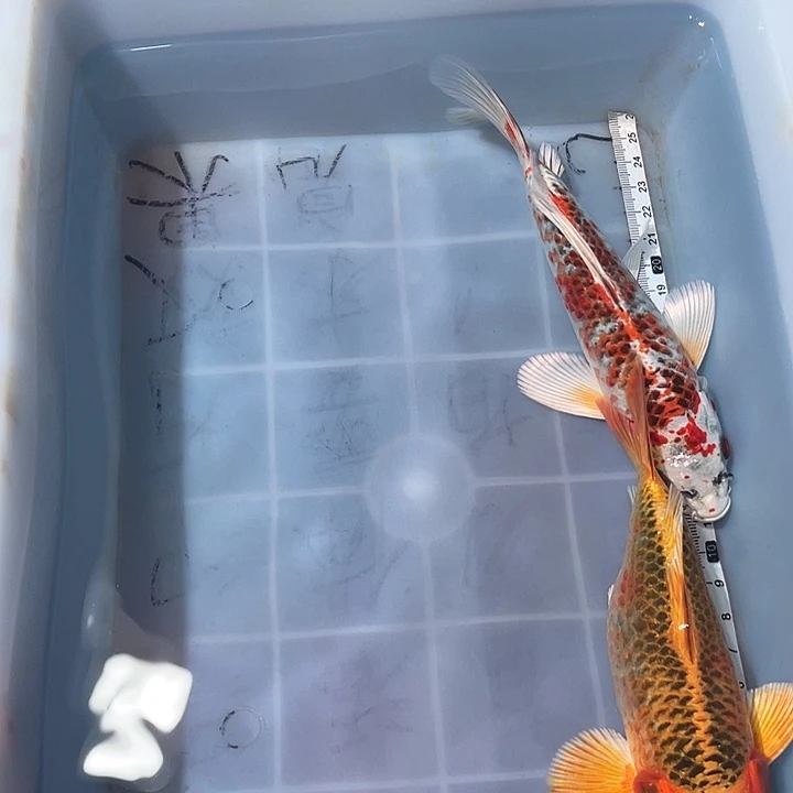 蝴蝶鲤鱼渔场直发35