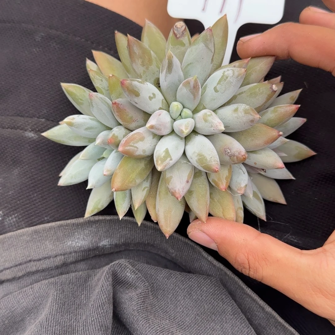 一物一拍彩体哥特111