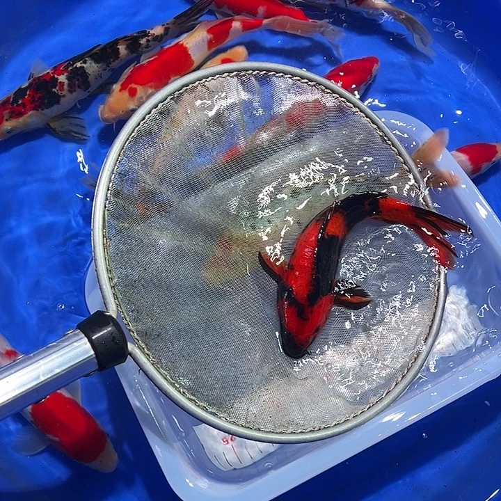 海水锦鲤的繁殖方式