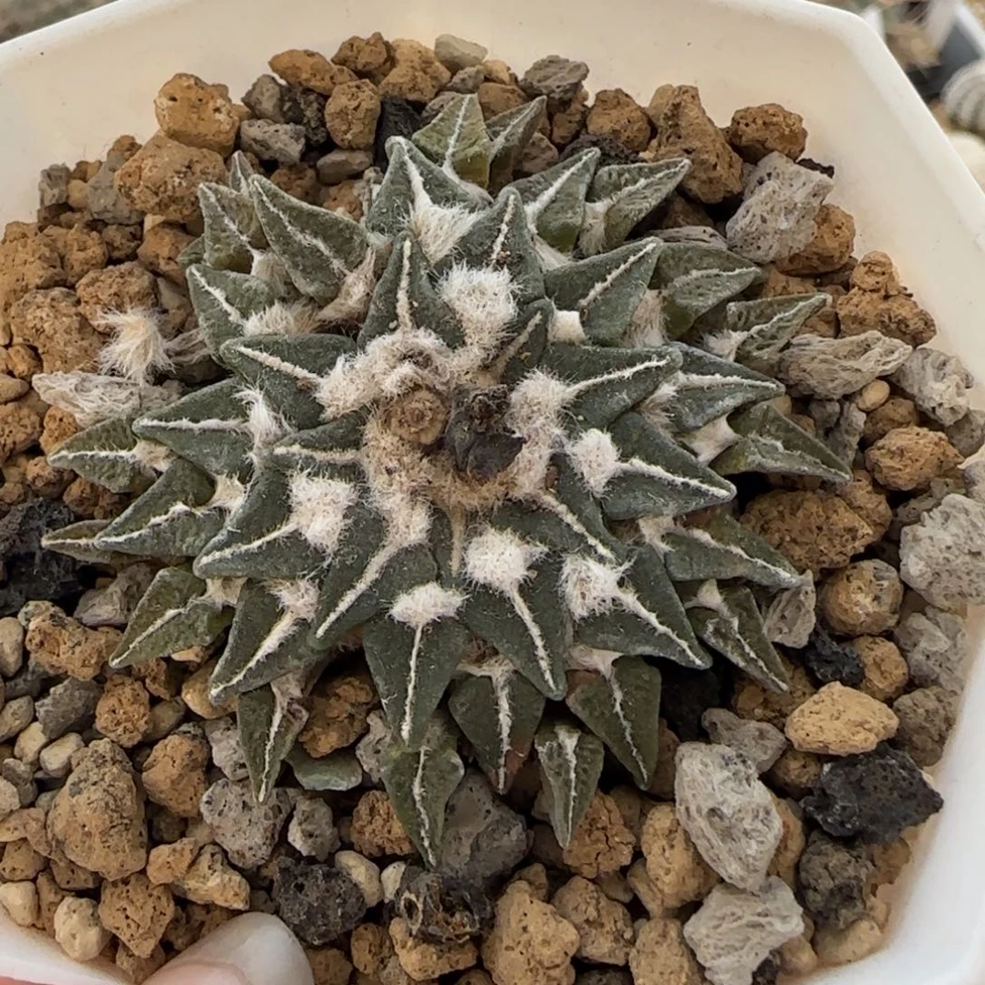 020实生姬草球多肉4.4