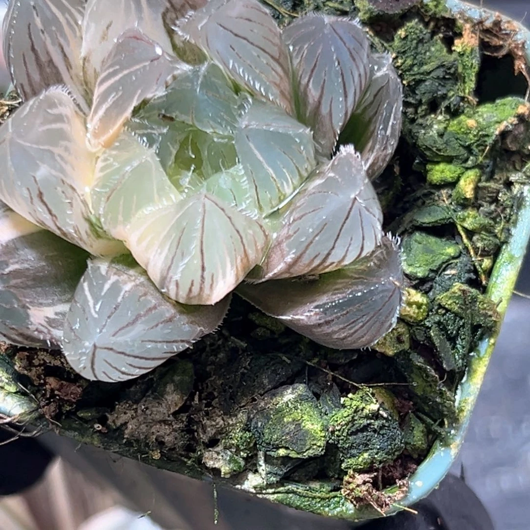 恭喜发财大吉大利4161