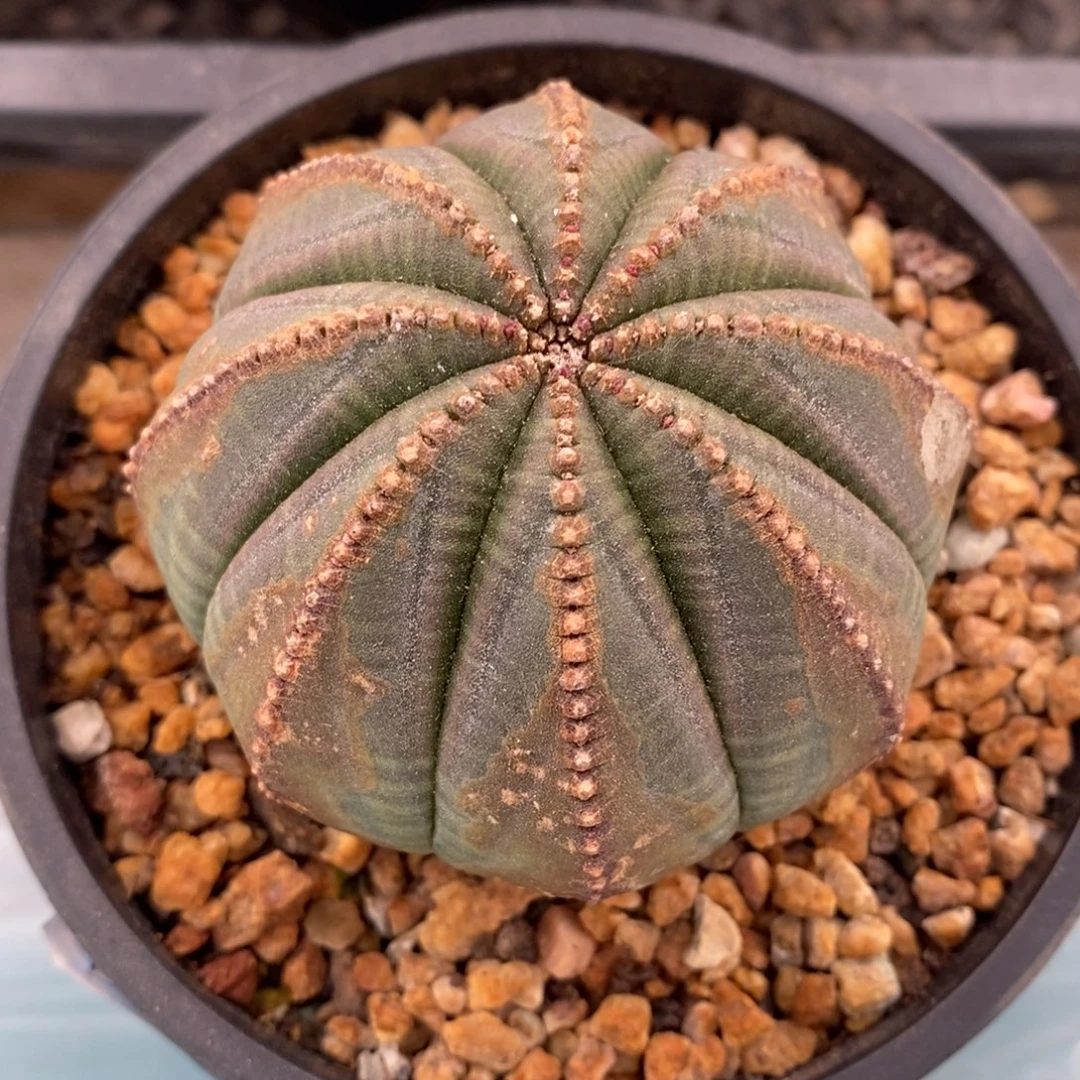 20原产地布纹球一物一拍