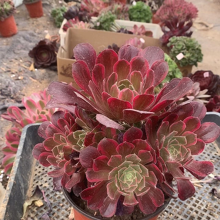 营**房708安娜多肉植物