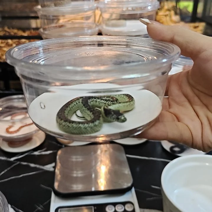 白***鹤雨林蝎独家选育加州王蛇