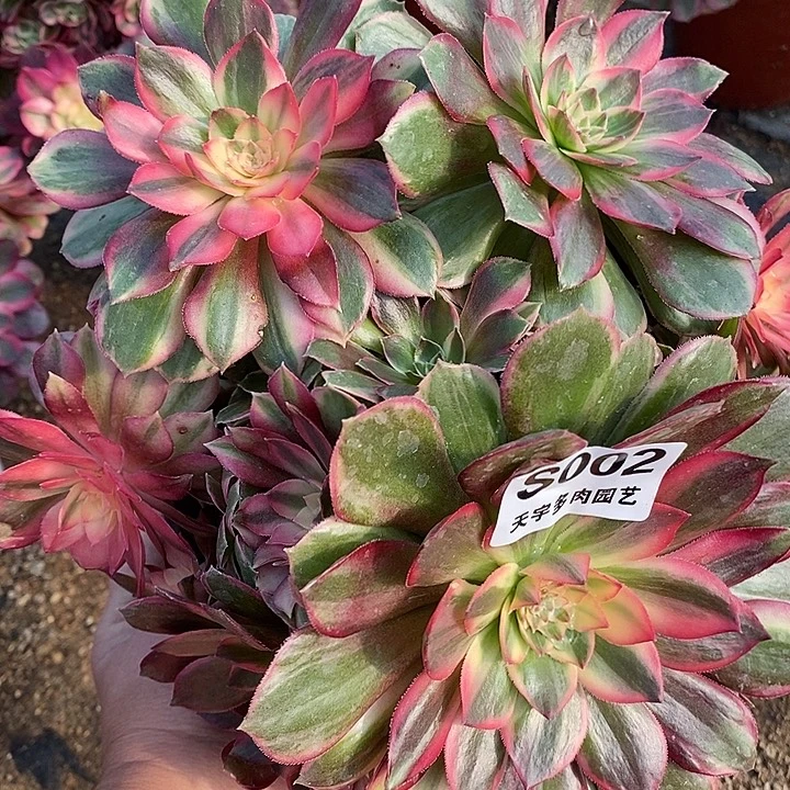 多肉植物黑魔002多肉处理