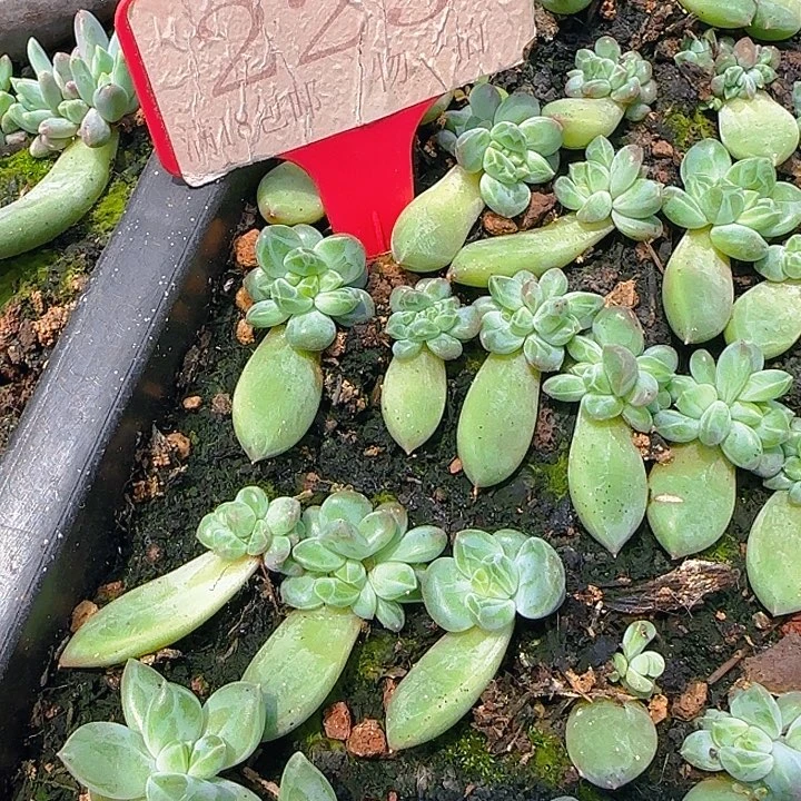 刺**驾雪花缀225多肉植物