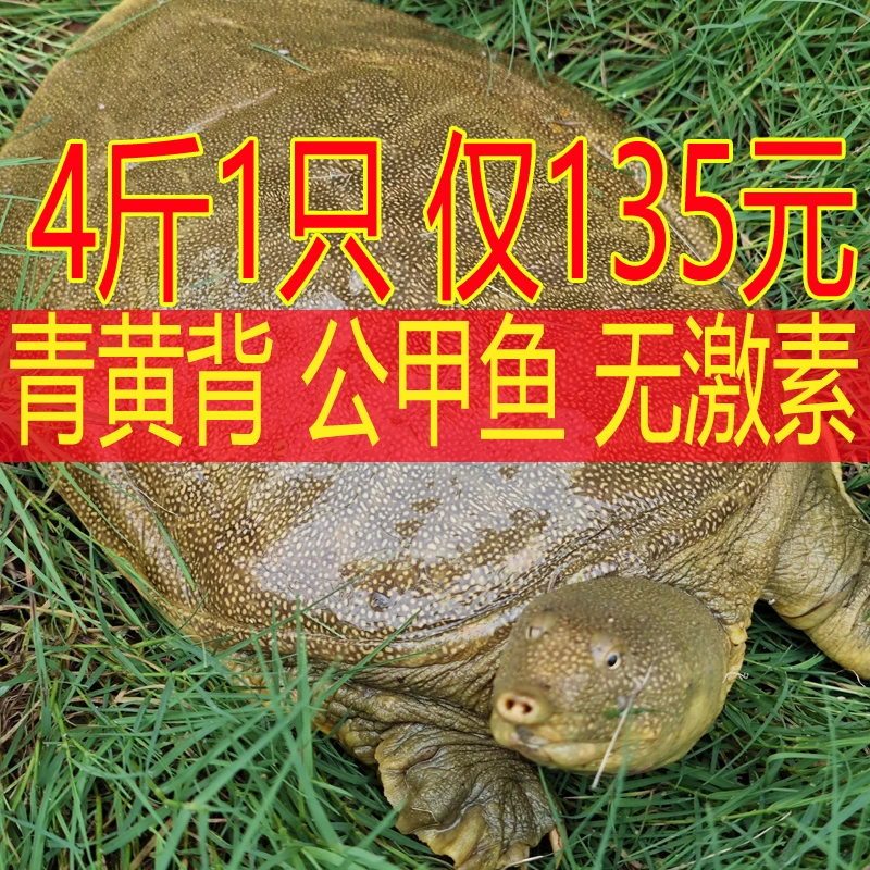 4斤1只 鲜活青黄色公甲鱼食用水鱼团放养本地生长肉质活体包赔
