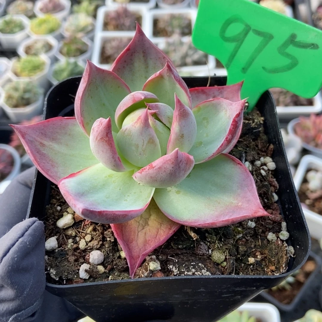 975惊鸿仙子多肉植物保护