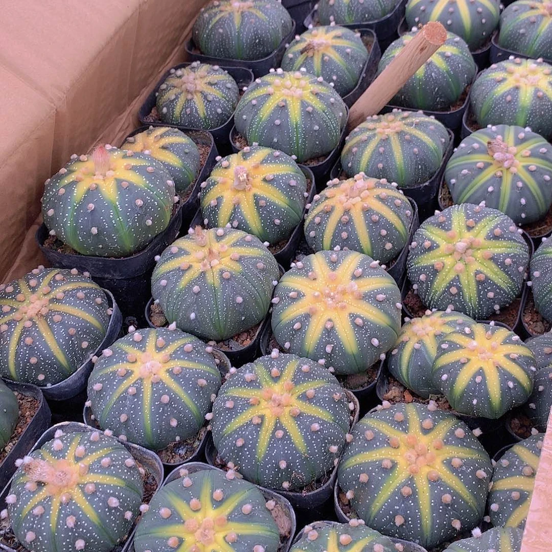 星斗锦9494947777774