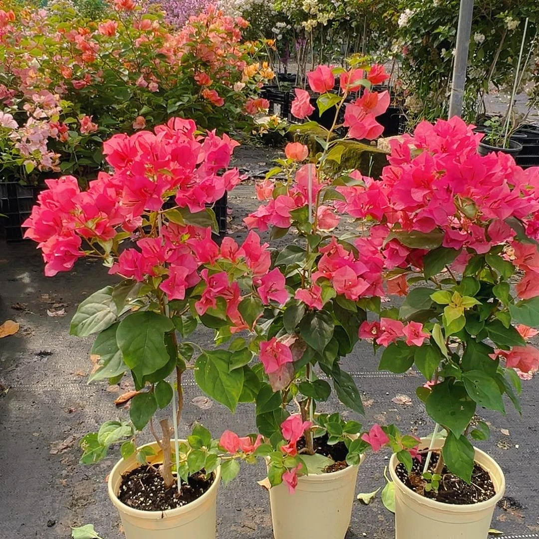 大部分花苞少量开放暗夕带竹一棵