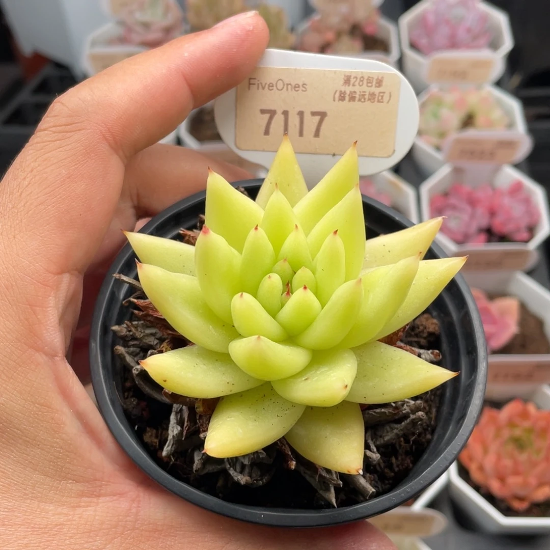 黄金玛利亚7117-7厘米