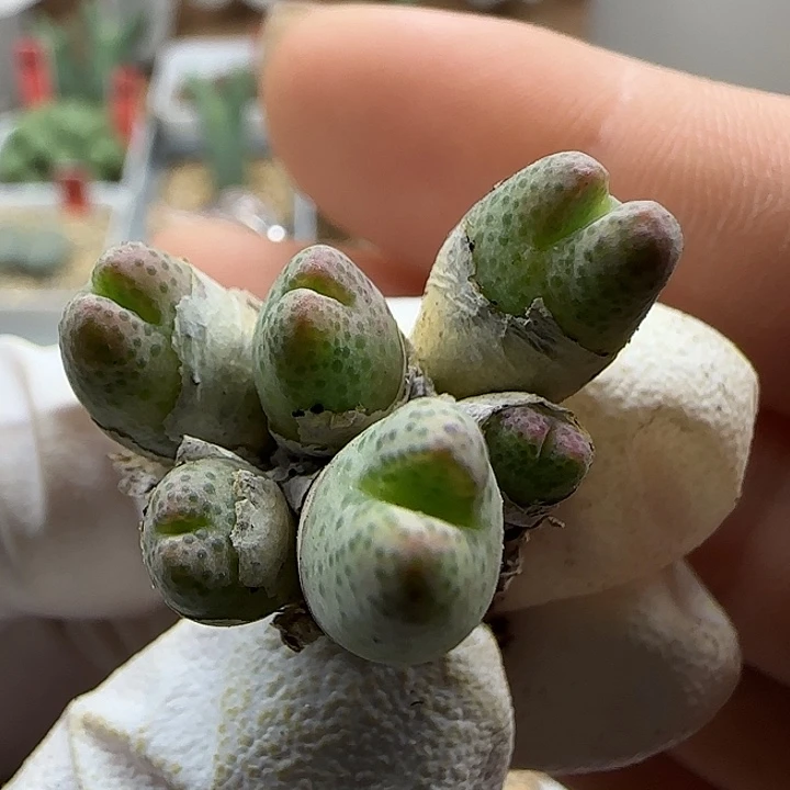 11-13-548当天满38包邮福利火龙果斑马脱土