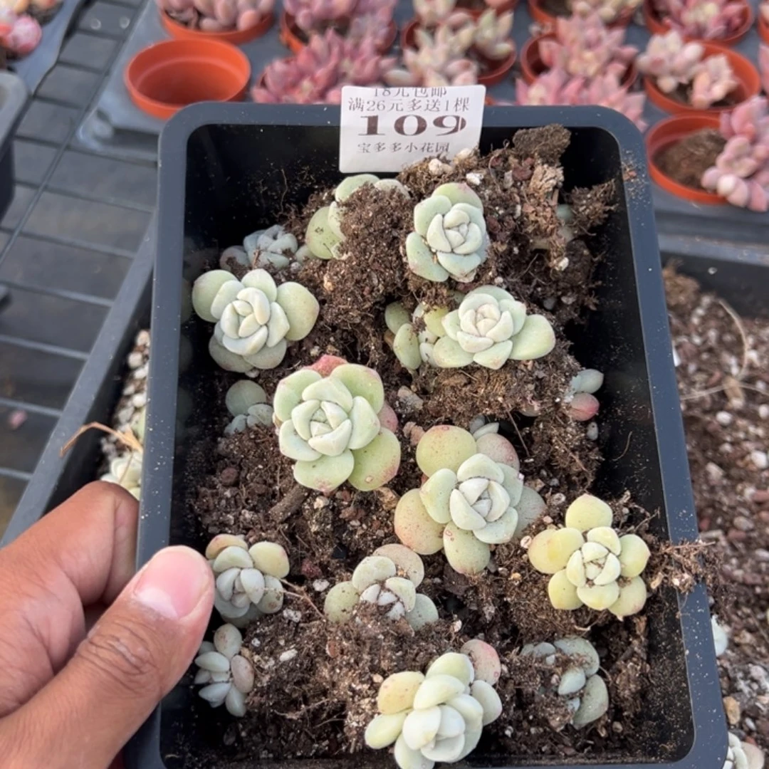 冰***）109号冰玉到手一筐一物一拍