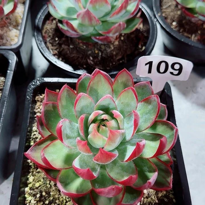 好*惊鸿仙子多肉植物109