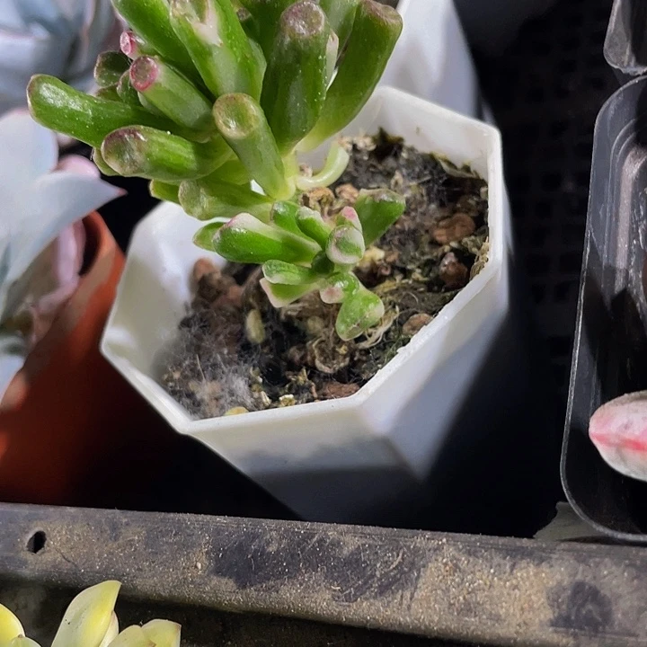 八角盆西财树锦锦锦