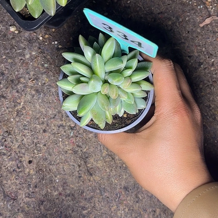 多肉植物橙色奇迹334