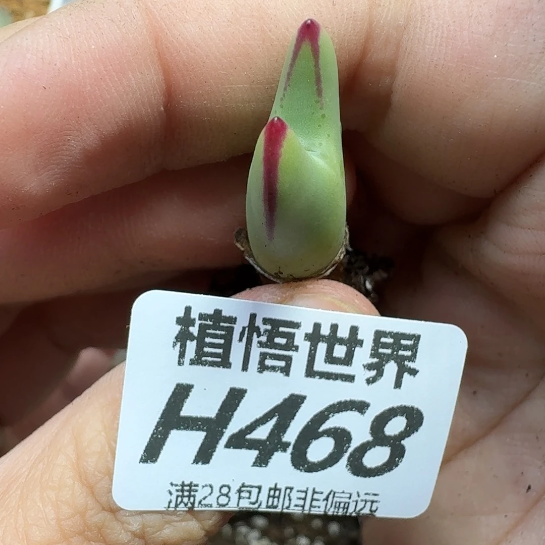 多肉植物的人生ghhn