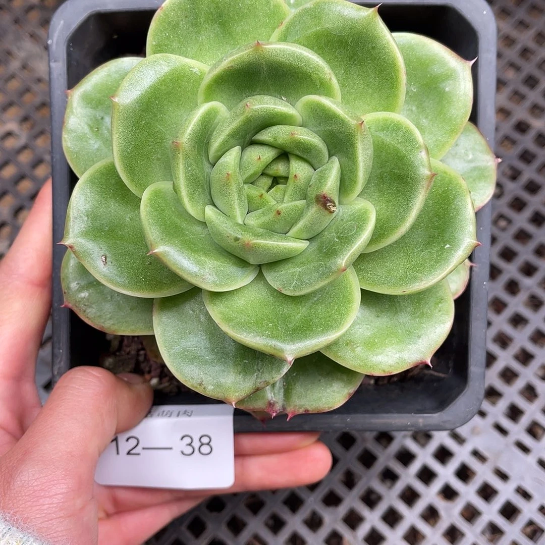 多肉一物一拍12-38