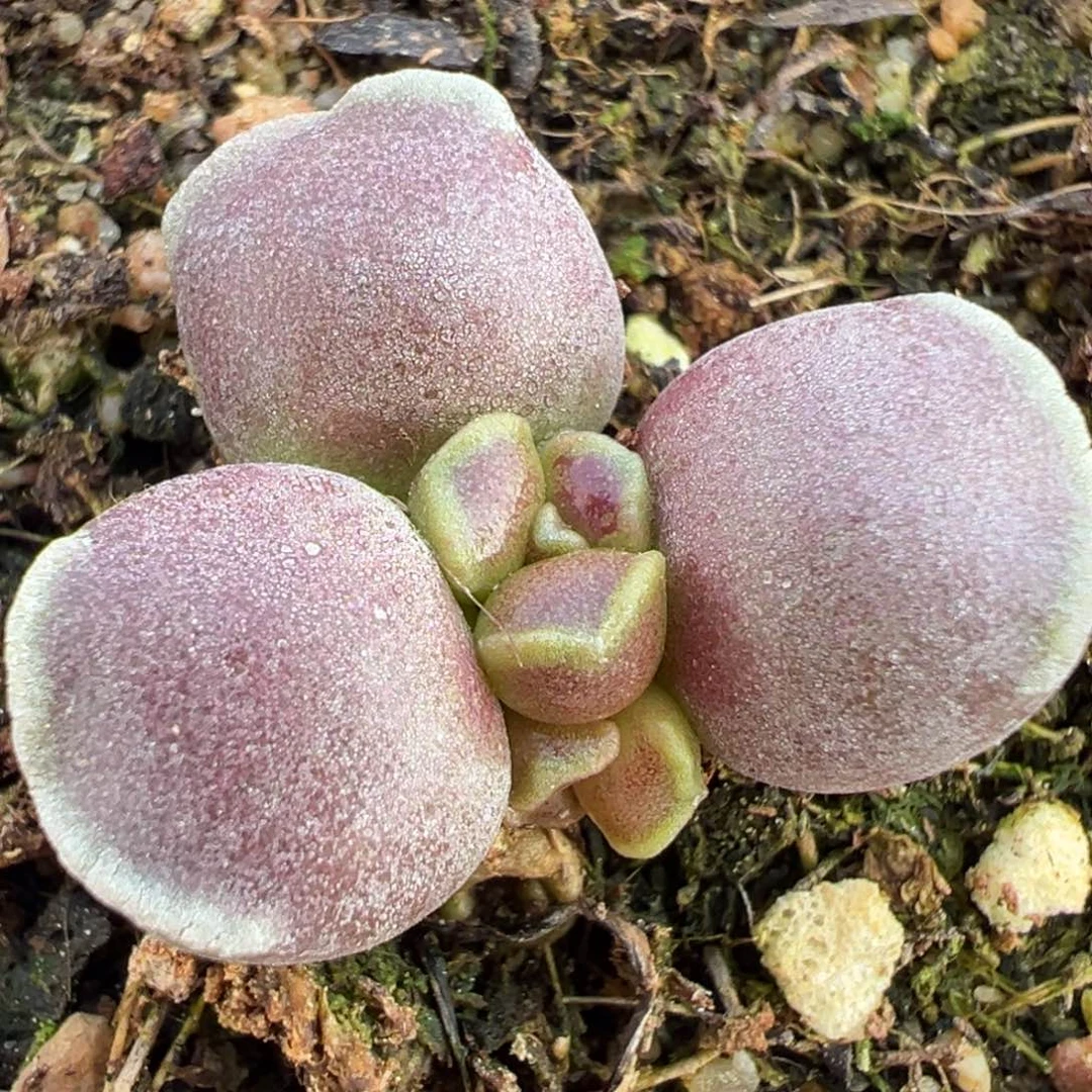 变异达摩海豹紫葡萄单头纯木质桩